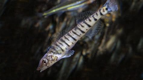 log fish|Conasauga Logperch .